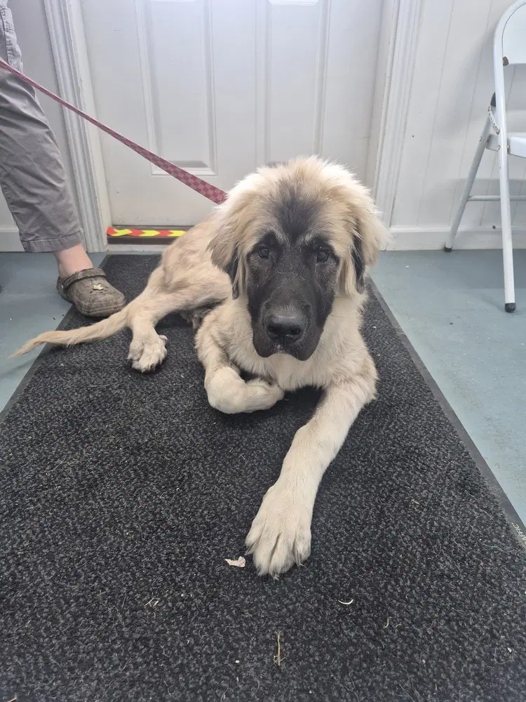 Hobbes - Anatolian Shepherd