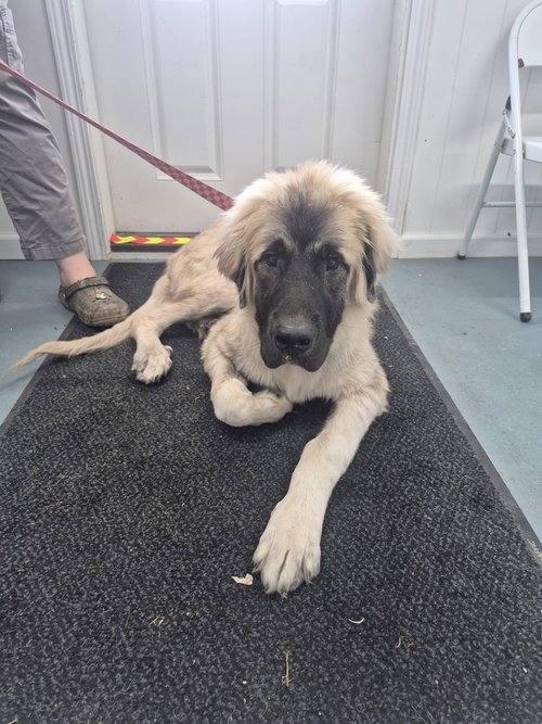 picture of the dog needing adoption