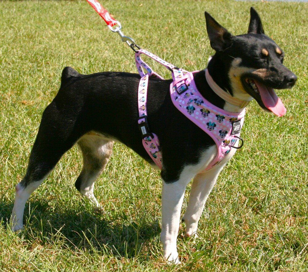 Roxie, photo 3