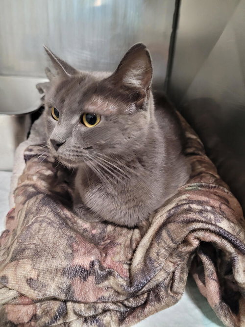 picture of the cat needing adoption