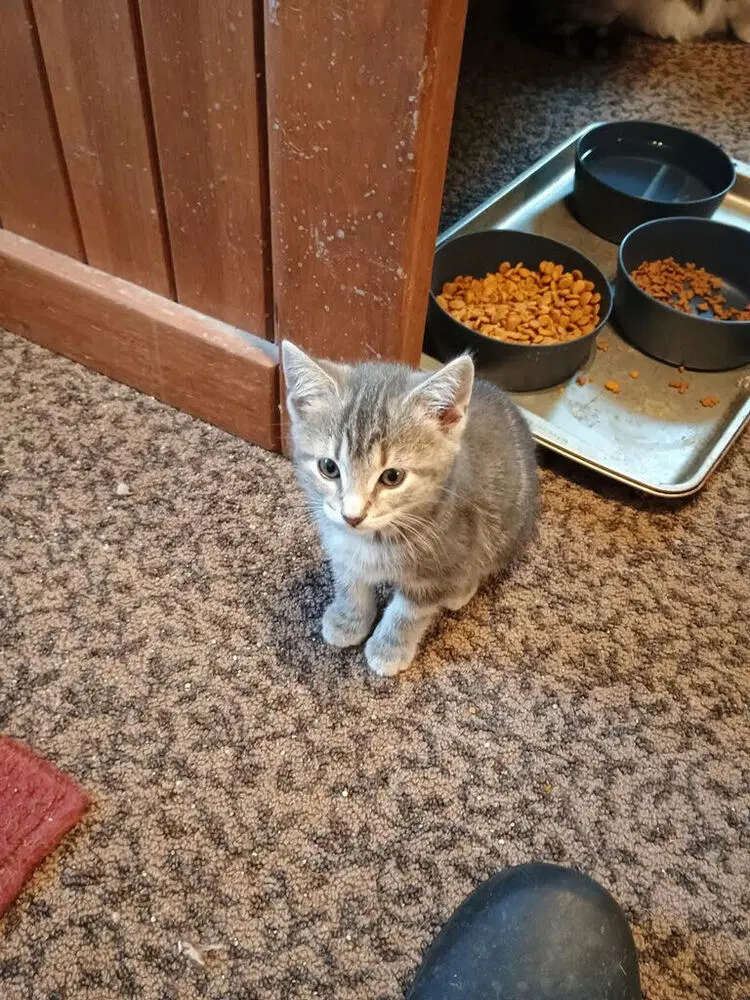 Muffin - Domestic Short Hair