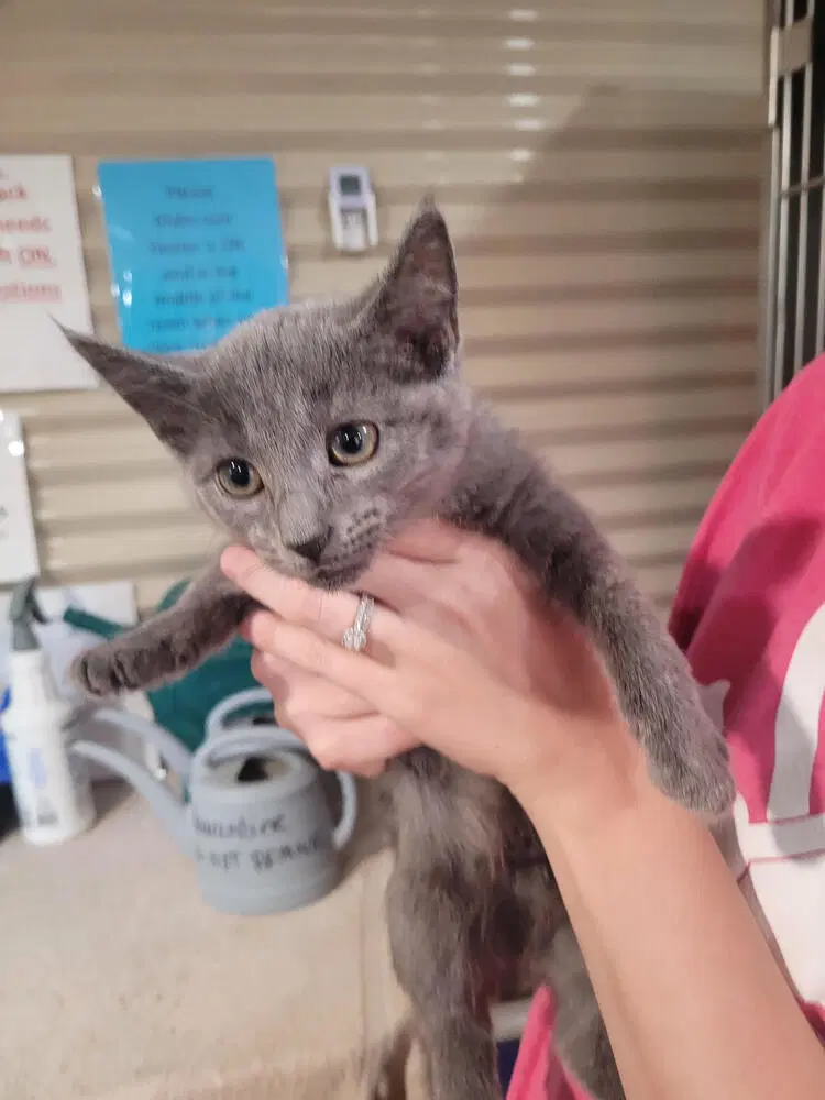 Tinsel - Domestic Short Hair