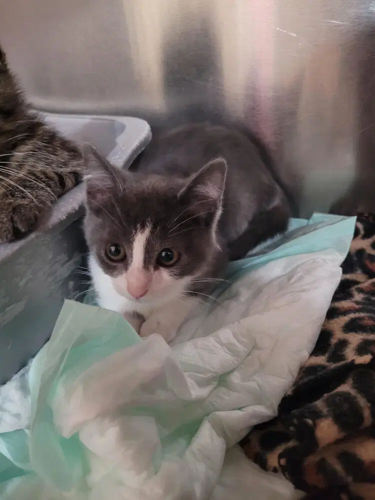 Suki - Domestic Short Hair