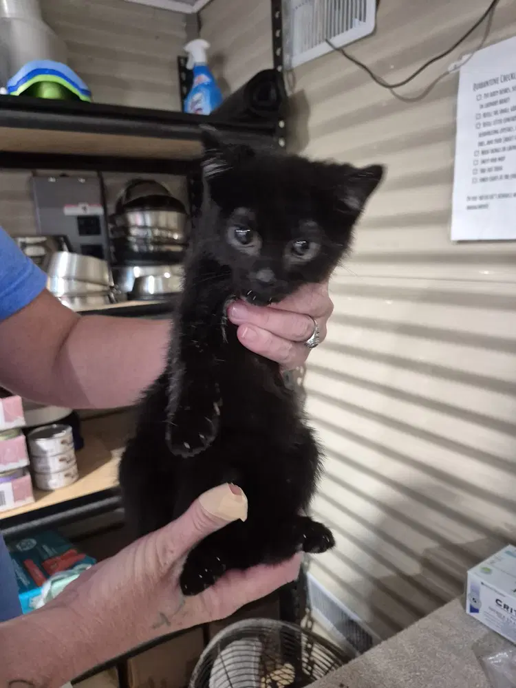 Blaire - Domestic Short Hair
