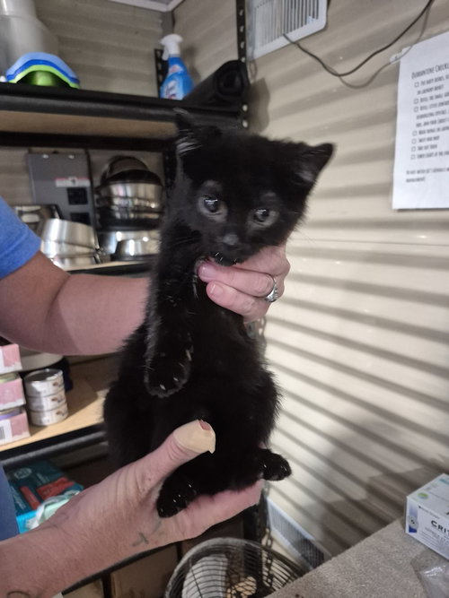 Blaire, a cat for adoption from Greene County Humane Society Inc