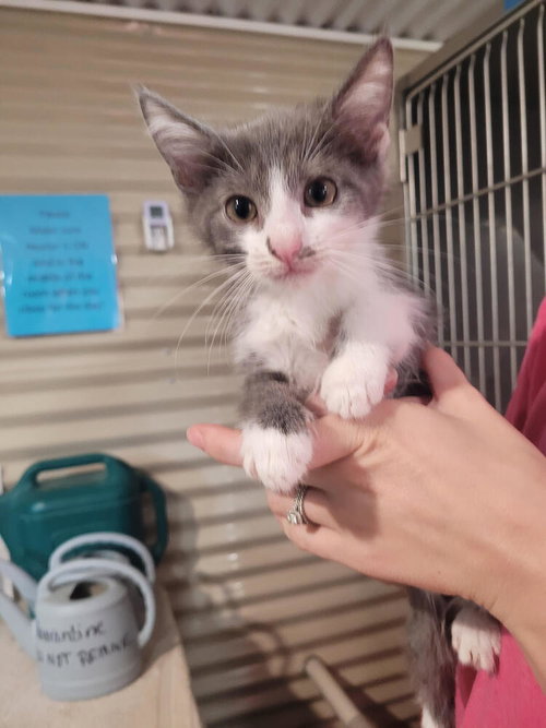 Silverbell, a cat for adoption from Greene County Humane Society Inc