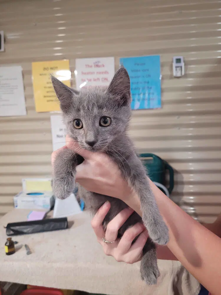 Ashton - Domestic Short Hair