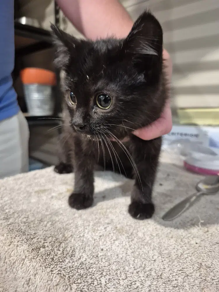 Harlow - Domestic Short Hair