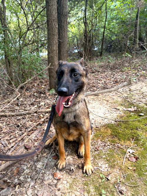 Jasmine, a dog for adoption from Greene County Humane Society Inc