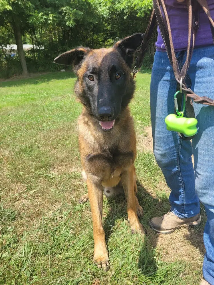 Opie - Belgian Shepherd Malinois