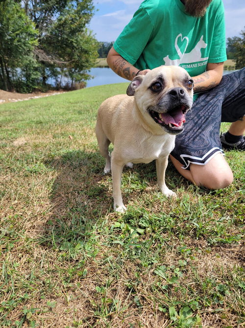 Baby, a dog for adoption from Greene County Humane Society Inc