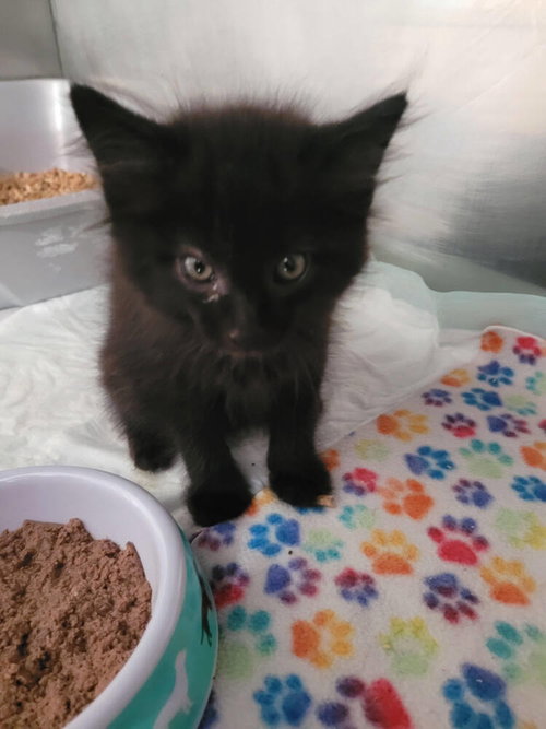 Nash, a cat for adoption from Greene County Humane Society Inc