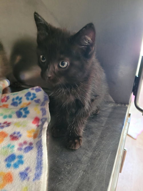 Emerson, a cat for adoption from Greene County Humane Society Inc