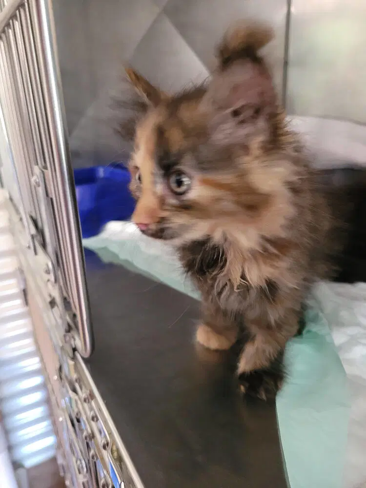 Jocelyn - Domestic Long Hair