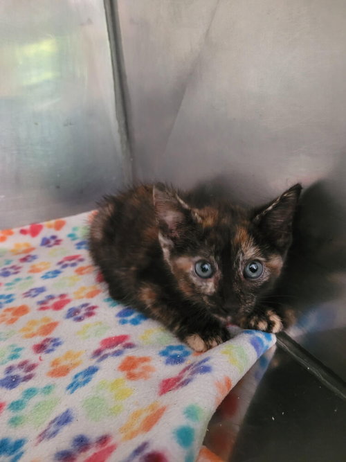Nadia, a cat for adoption from Greene County Humane Society Inc
