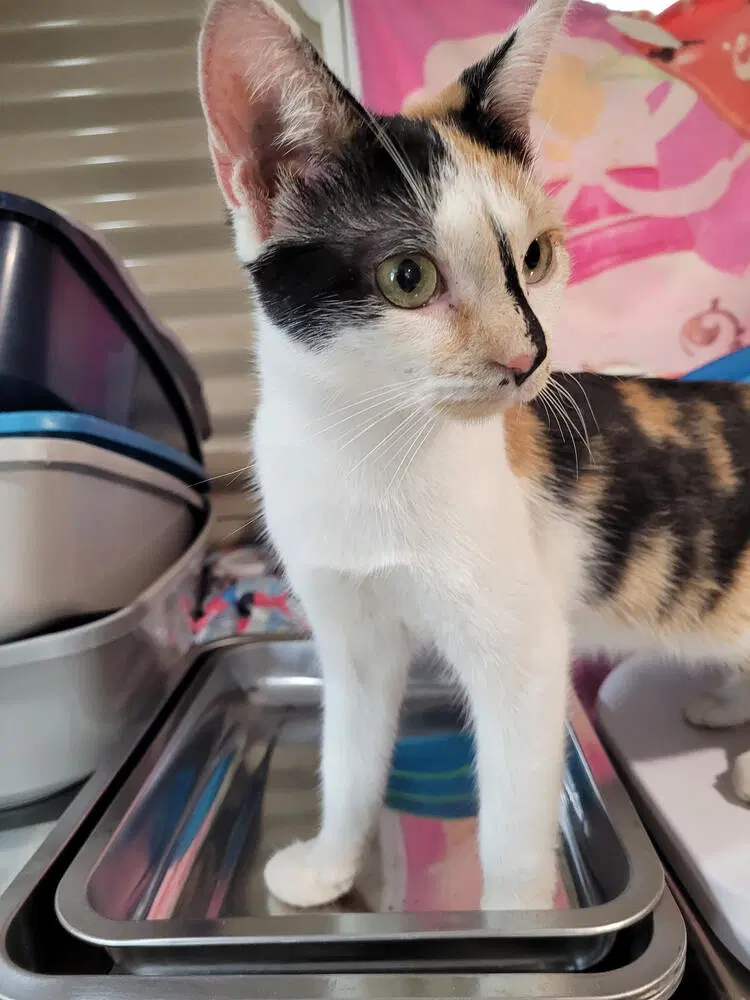 River - Domestic Short Hair