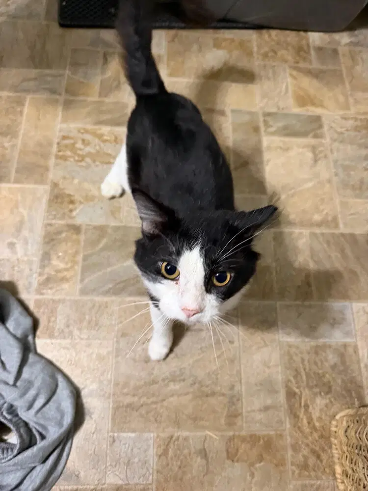 Bowser - Domestic Short Hair