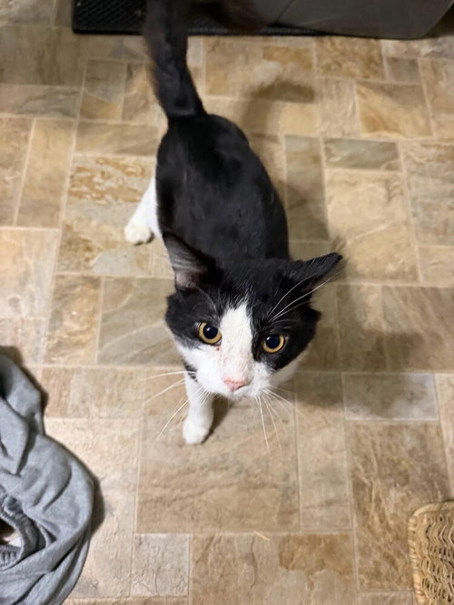 Bowser, a cat for adoption from Greene County Humane Society Inc