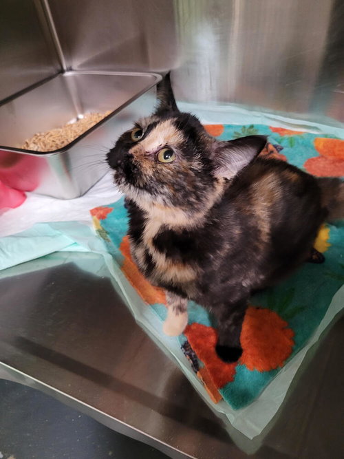 Trisha, a cat for adoption from Greene County Humane Society Inc