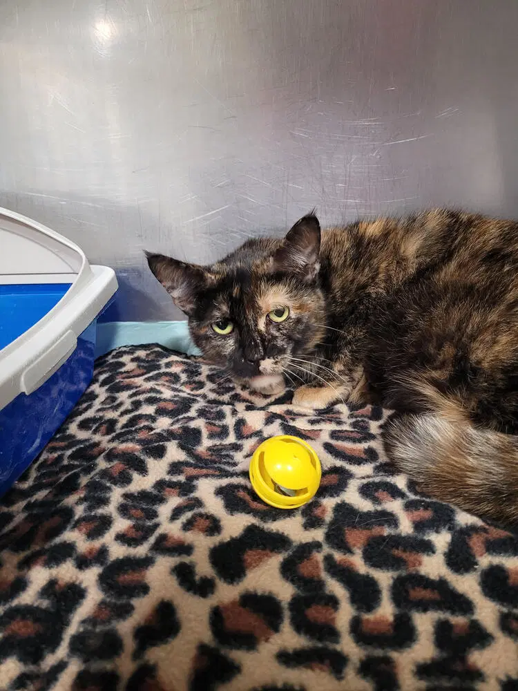 Tortelini - Domestic Short Hair