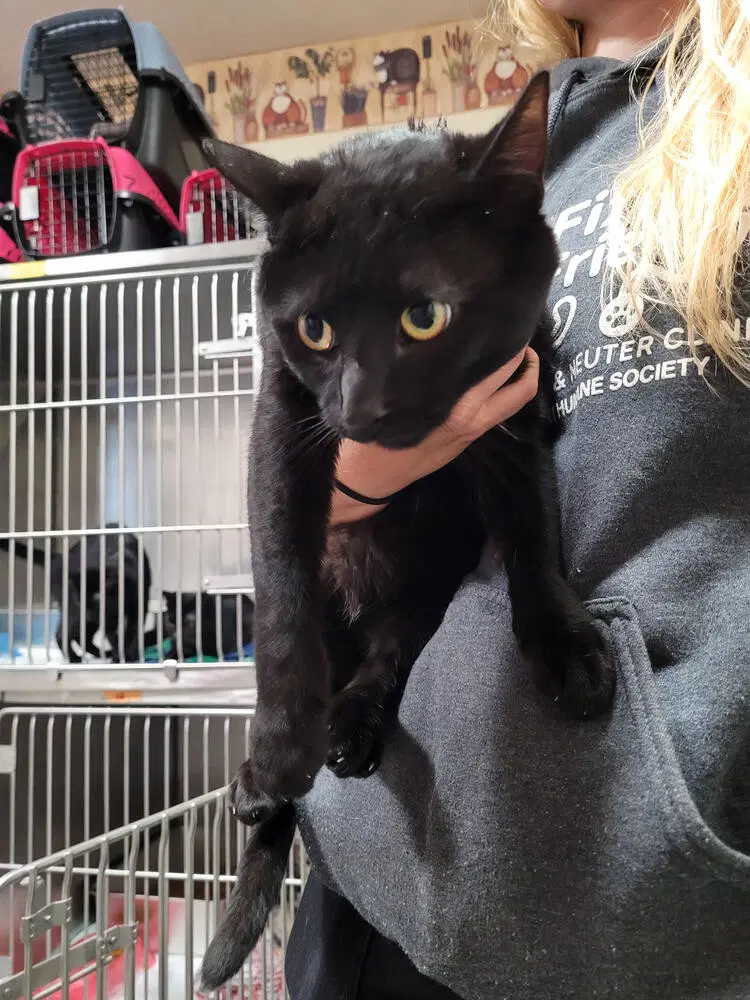 Ebbie - Domestic Short Hair