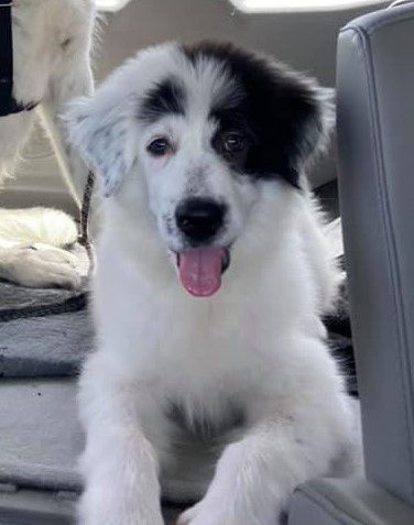 Great pyrenees and store border collie mix