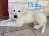 Dusty