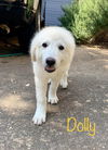 Dolly