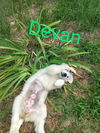 Devan