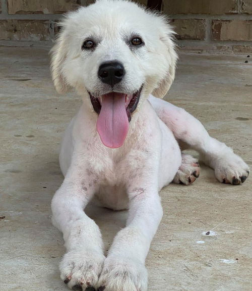 Stella