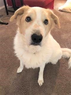 Dog for Adoption Muffy, a Great Pyrenees in Coos County, OR Alpha Paw