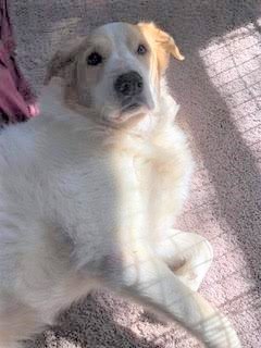 Dog for Adoption Muffy, a Great Pyrenees in Coos County, OR Alpha Paw