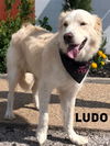 Ludo