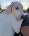 Soren