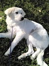 Pixie