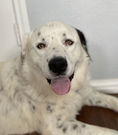 Spot