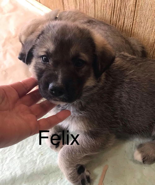 Felix