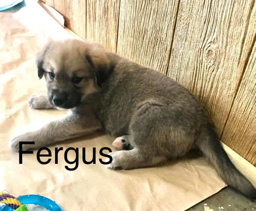 Fergus