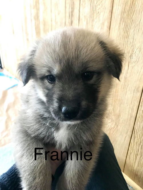 Frannie