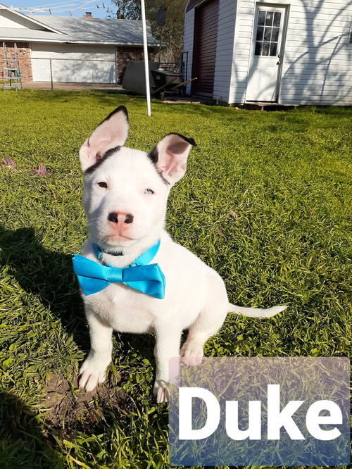 Duke (FC)