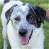 adoptable Dog in waco, TX named Bolt