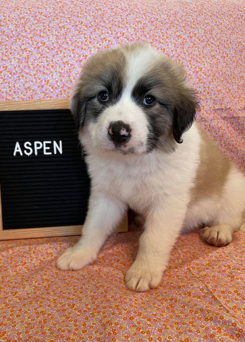 Aspen