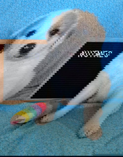 Nutmeg