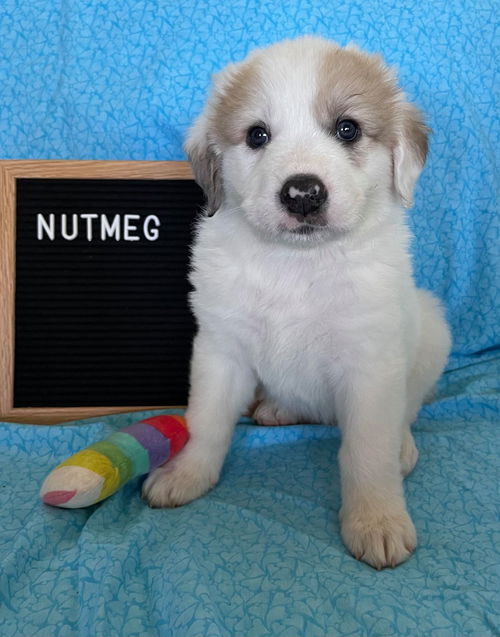 Nutmeg