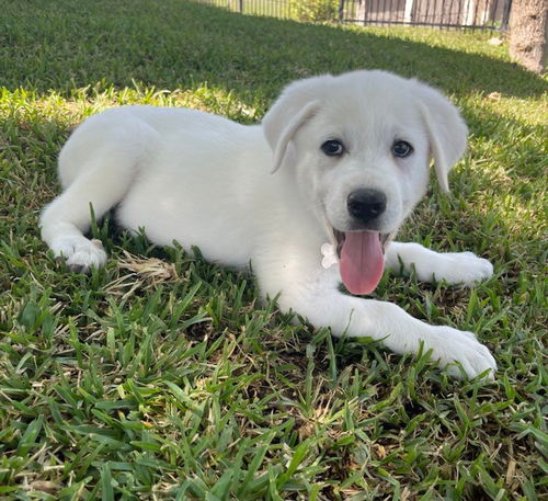 Sparky