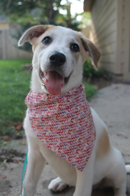 Lyra