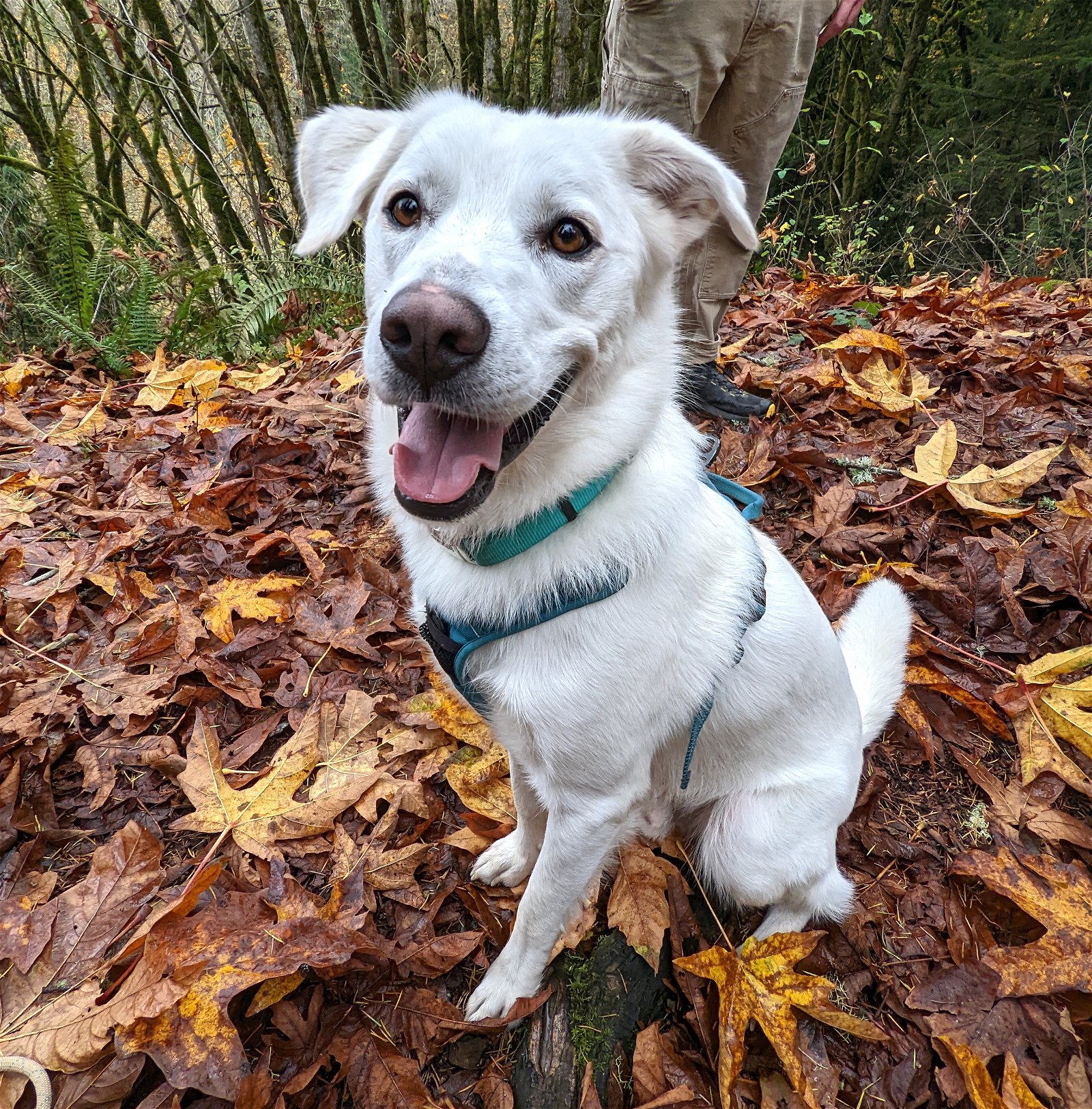 adoptable Dog in Seattle, WA named Sargent