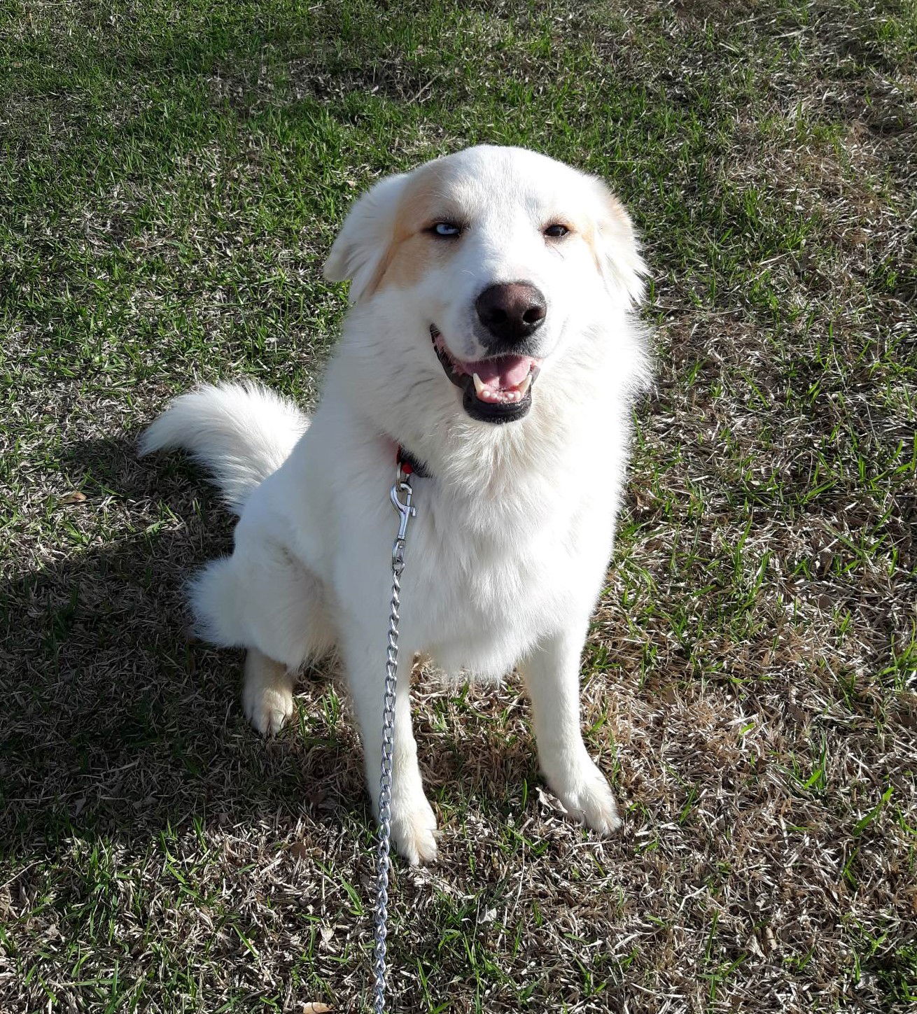 Great pyrenees and hot sale australian shepherd mix