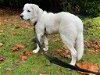 adoptable Dog in portland, OR named Slate