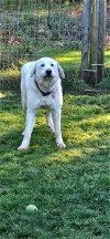 adoptable Dog in shelton, WA named Della